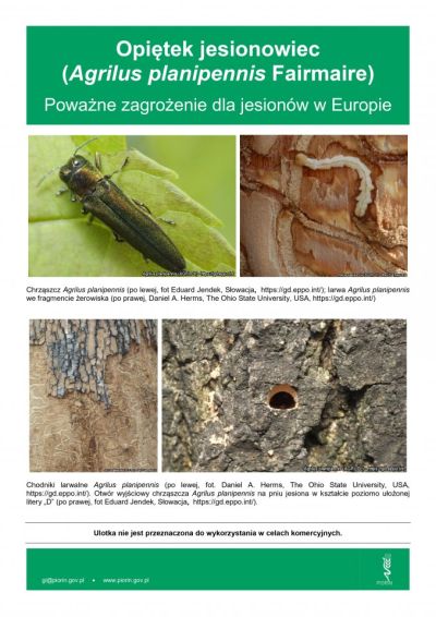 zdjęcie wprowadzające do artykułu: Uwaga na opiętka jesionowca – groźnego szkodnika j