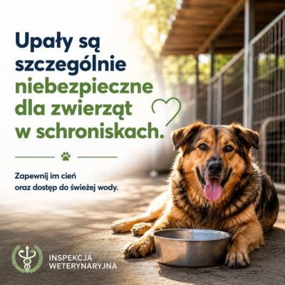 Upały - jak chronić zwierzęta przed wysokimi temperaturami